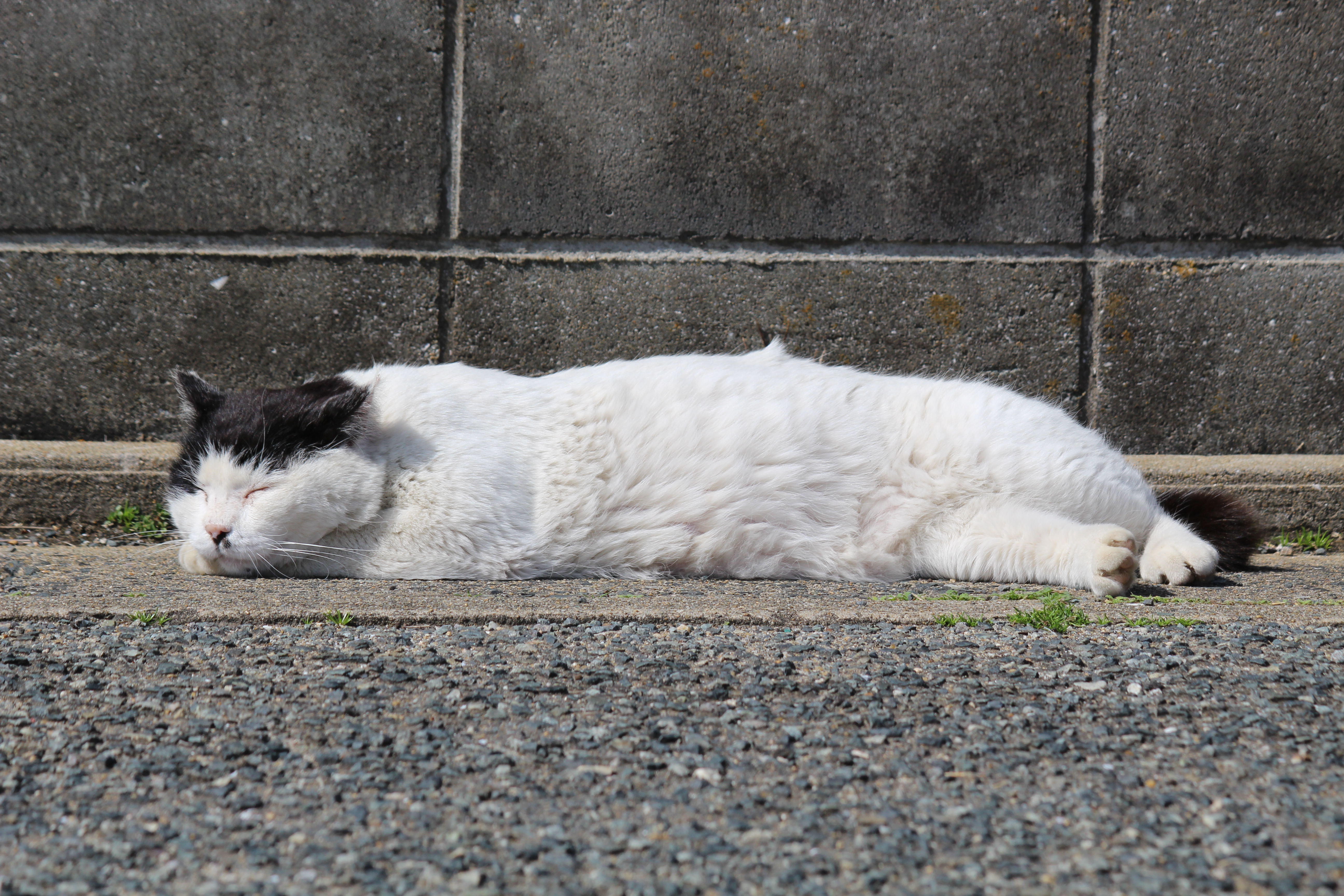 福岡県新宮町の猫島・相島のネコたち（2026年3月4日）